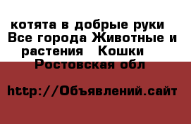 котята в добрые руки - Все города Животные и растения » Кошки   . Ростовская обл.